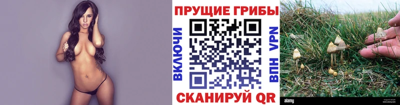 Псилоцибиновые грибы Psilocybe  Сертолово 